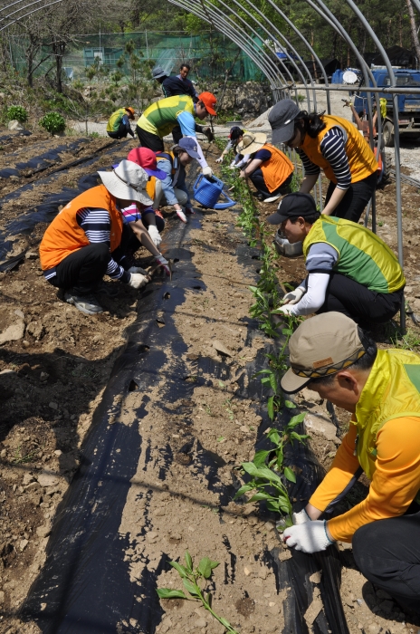 코스콤 직원들이 명월마을을 방문해 고추모종 심기를 하고 있다.