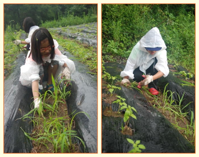 고사리 잡초 뽑기를 하고 있습니다.