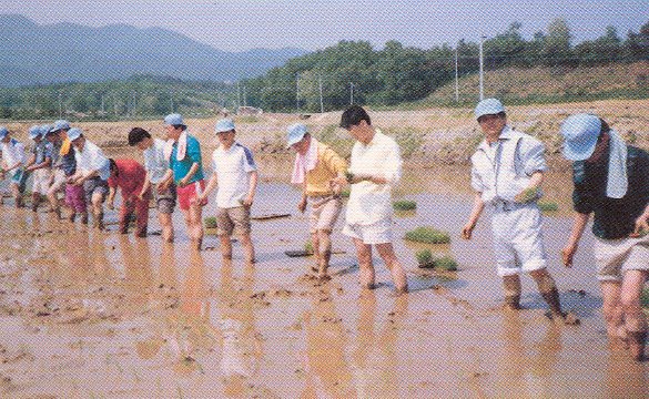 (기타)농촌 모내기 봉사활동-경기도 이천(1992.5)